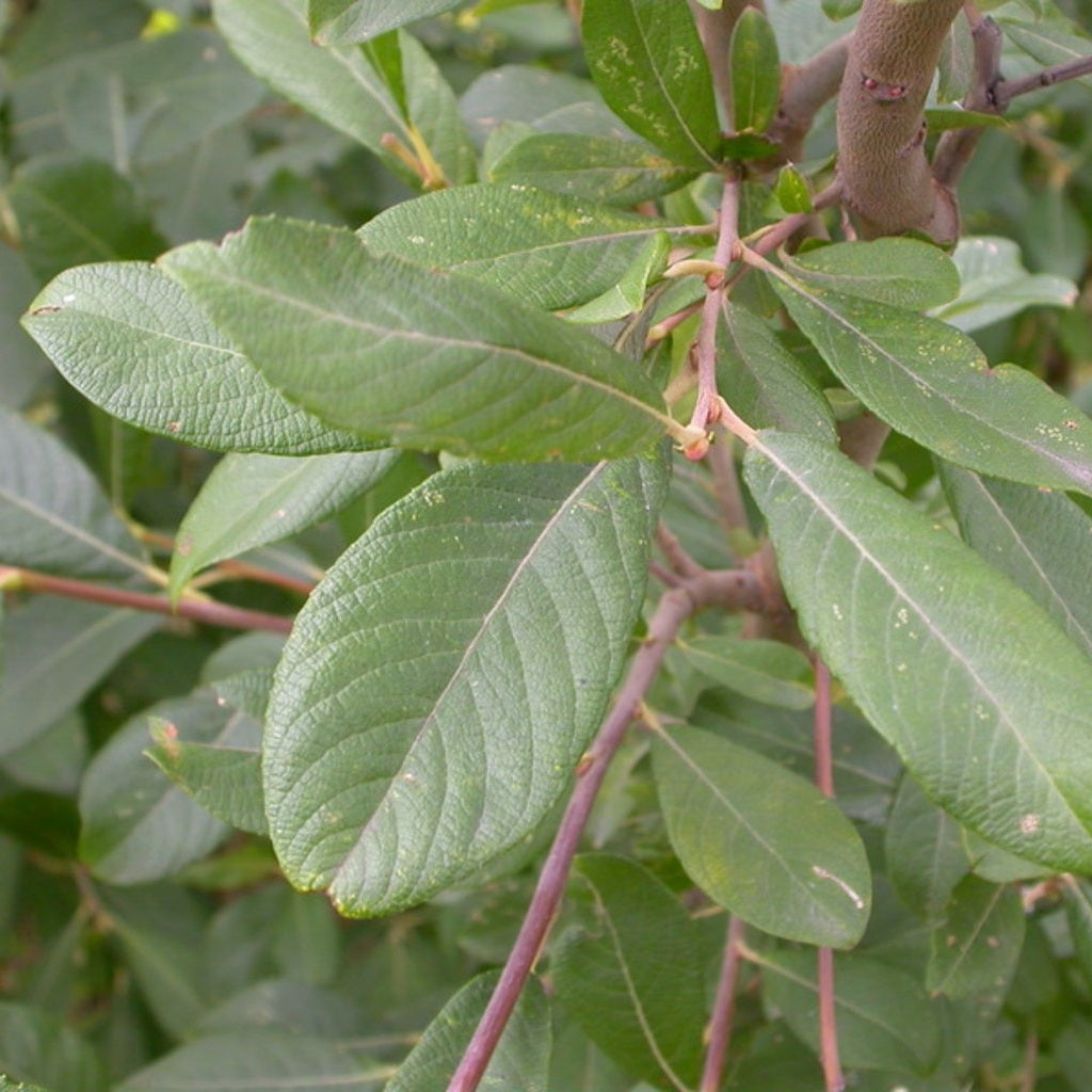 Gråvide – Salix cinerea - 60-100 CM bare root 0/1 1-2 branche